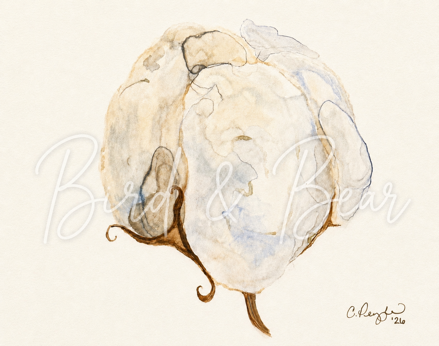 Louisiana Cotton
