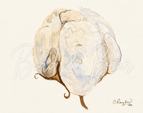 Louisiana Cotton